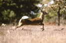 Deer_running