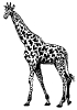 giraffe_2