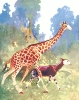 giraffe_and_Okapi