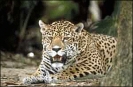 Jaguar_5