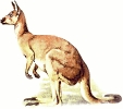 kangaroo_4