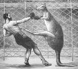 kangaroo_boxing