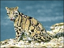 Leopard_6