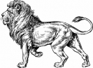 Lion_BW_sketch