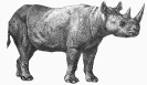 rhino_4