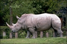White_Rhino