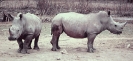 White_rhinoceros