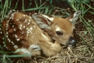 white_tailed_fawn