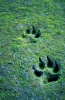 wolf_tracks