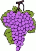 grape_cluster_T