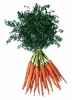 carrot_bunch