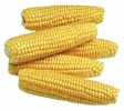 corn_on_the_cob_1