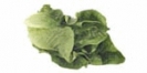 lettuce_romaine