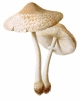 mushrooms_Macrolepiota_excoriata