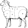 sheep_butcher_diagram