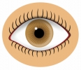 eye_and_lash_detail_brown_T
