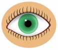 eye_and_lash_detail_green_T