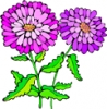 Asters_1