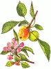 apple_and_blossom