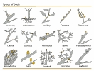 Plant_Buds_classification