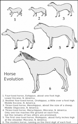 horse_evolution