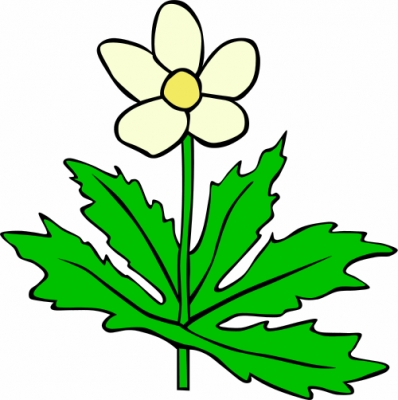 Canada_anemone__Anemone_canadensis_T