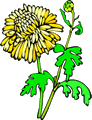 Chrysanthemum_1
