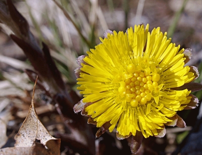 Coltsfoot_20150315