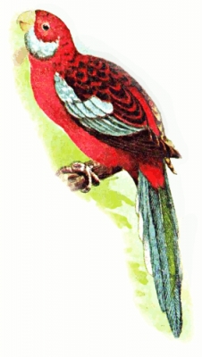 broad_tailed_parakeet