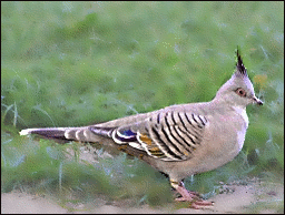 Crested_Pigeon
