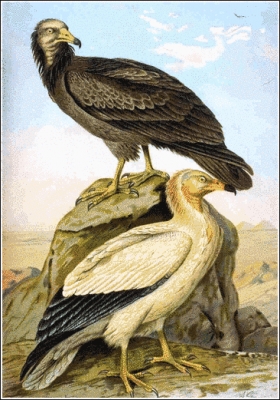 Egyptian_Vulture