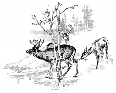 deer_by_woodland_pond