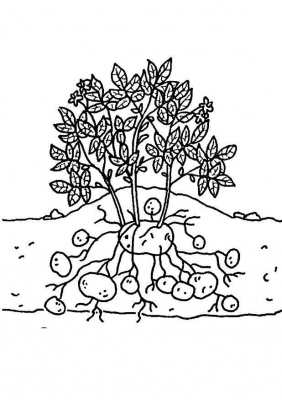 aardappelplant