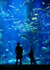 aquarium064b
