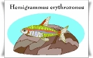 aquarium25