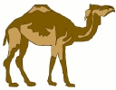 camel_6