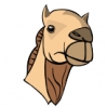 camel_head