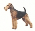Airedale_Terrier_2