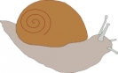 snail_4