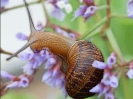 snail_on_flower