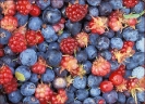 Alaska_wild_berries
