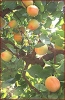 apache_apricot_tree