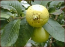 apple_guava