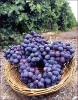 autumn_royal_grapes