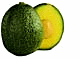 avocado_reed