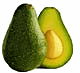 avocado_zutano