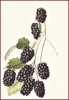 blackberry_4