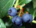 blueberries_on_plant