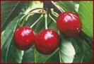 cherries_5