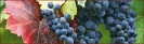grapes_banner
